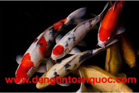 Bán cá Koi siêu to,đep đẹp tại Đà Lat thả hồ sân vườn:0909164448