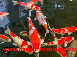 Bán Cá Koi đẹp lạ thả hồ ,sân vườn trag trí quán cà phê mùa tết cực đẹp tại ĐàLat:0909164448