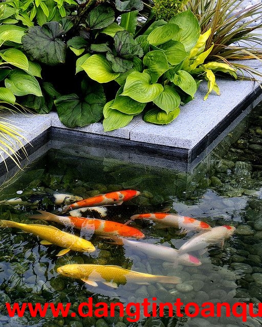 Thiết kế thi công hồ cá Koi sân vườn Nhật ở HCM, Đồng Nai