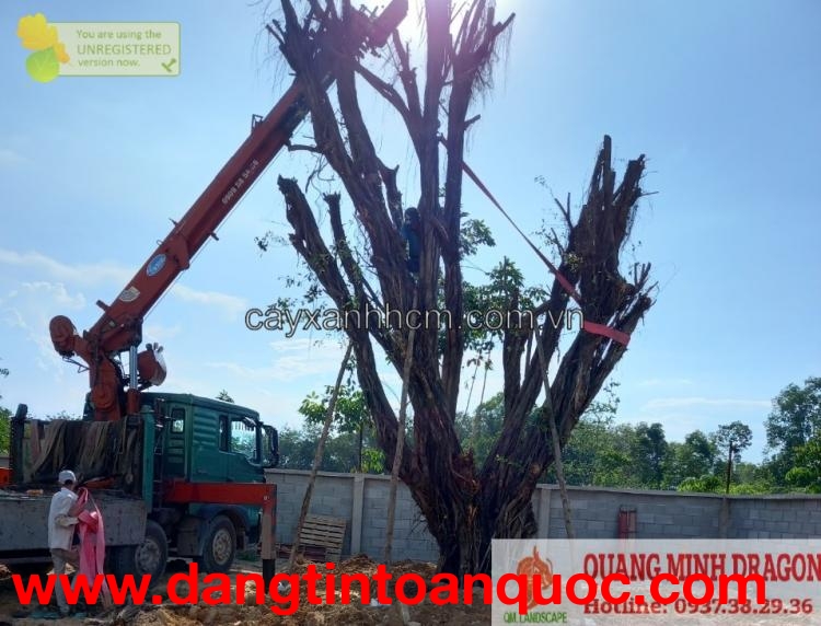 Dịch vụ cắt tỉa cây xanh, hạ tàn ở HCM, Đồng Nai