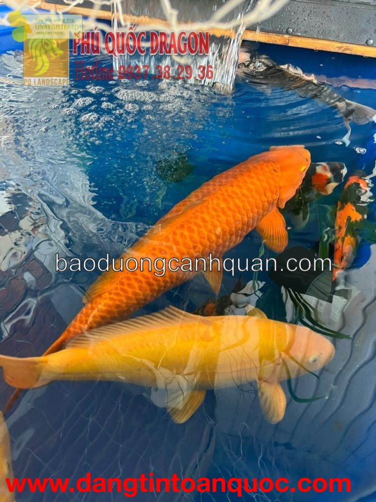 Bán cá Koi chuẩn Nhật ở Đồng Nai, HCM, Bình Dương 