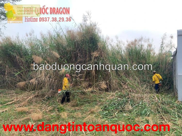 Công ty cây xanh, chăm sóc sân vườn Đồng Nai, HCM