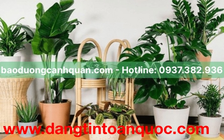 Cung cấp, cho thuê cây xanh văn phòng ở HCM, Đồng Nai