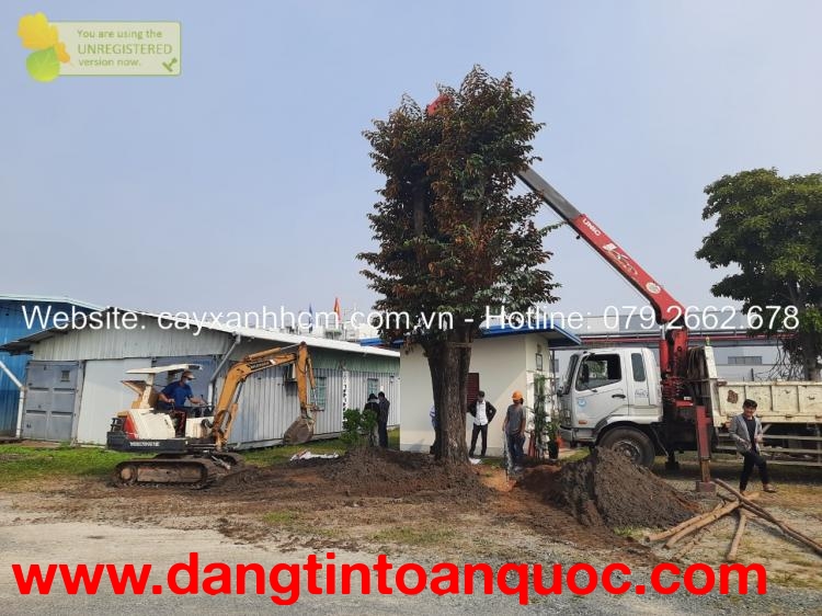 Dịch vụ di dời cây xanh, cắt tỉa cây ở Đồng Nai, HCM