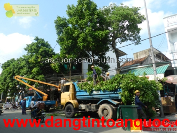 Dịch vụ chặt cây xanh, bứng cây ở Đồng Nai, HCM