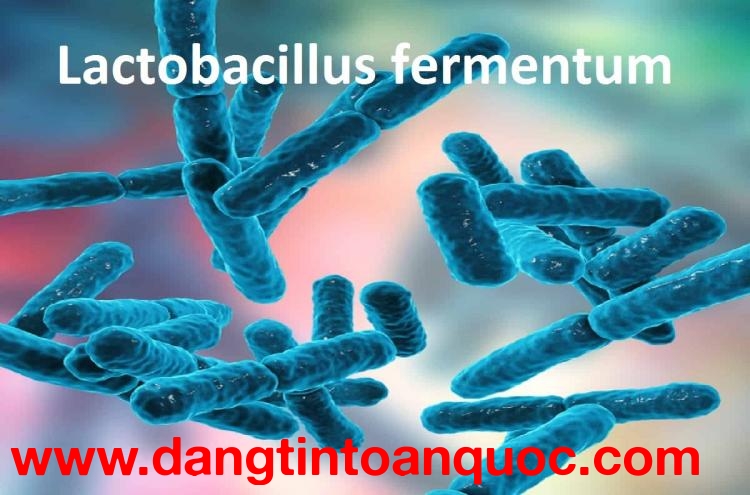 Imumentum vách tế bào Lactobacillus fermentum “Chìa khóa vàng” cho hệ miễn dịch khỏe